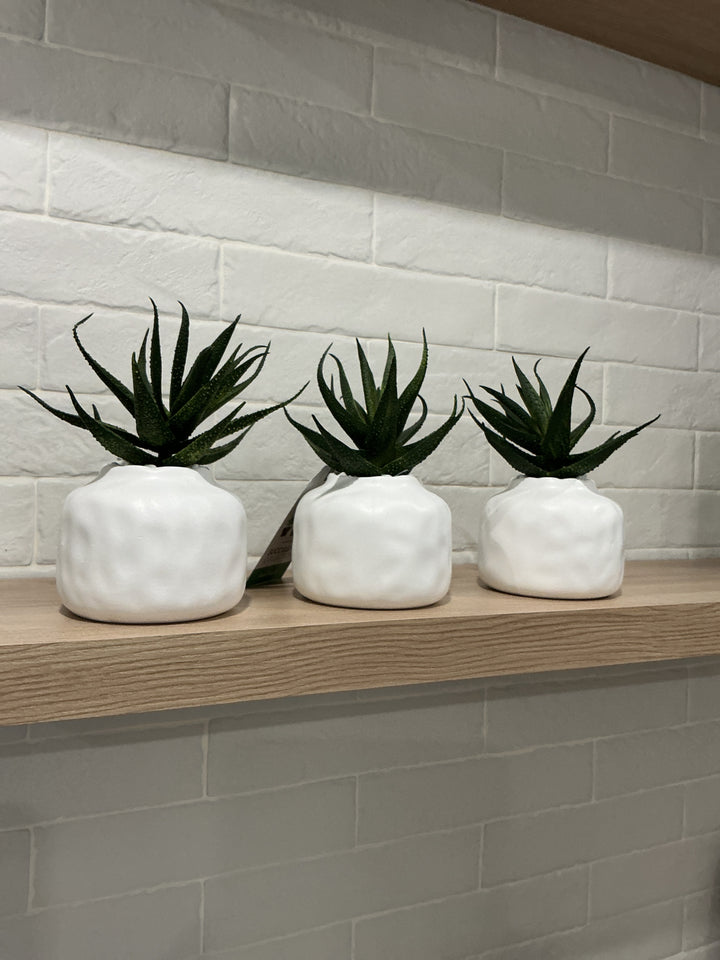 Succulent