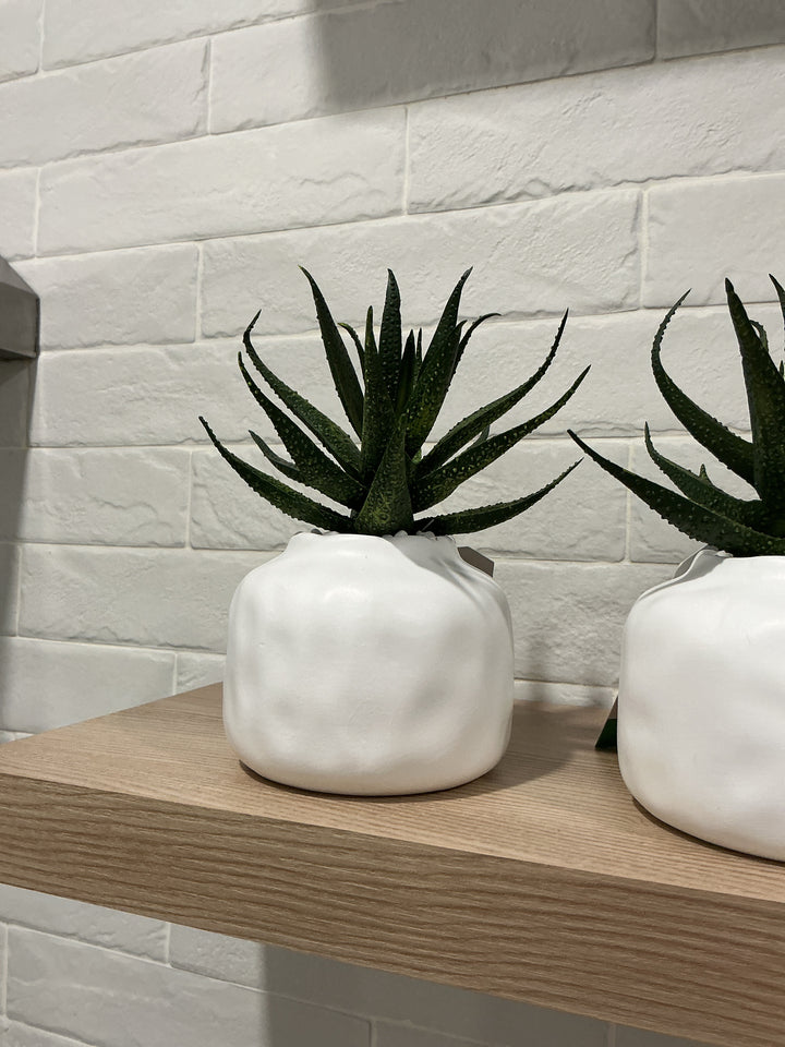 Succulent