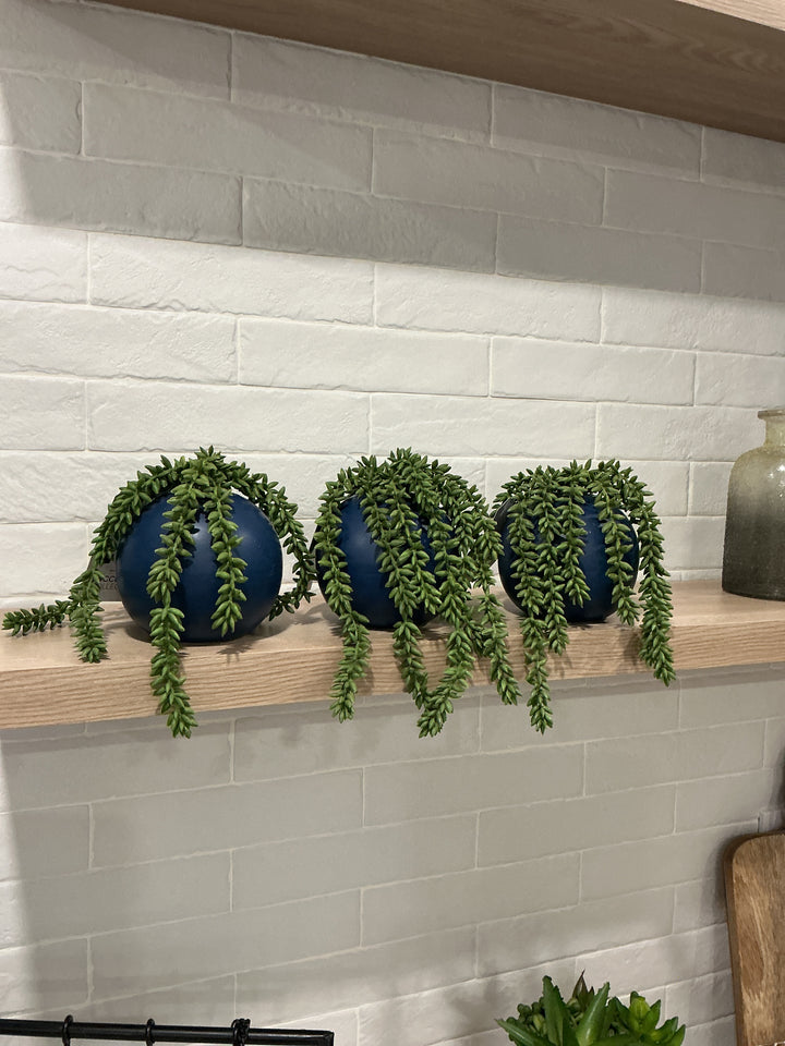 Succulent