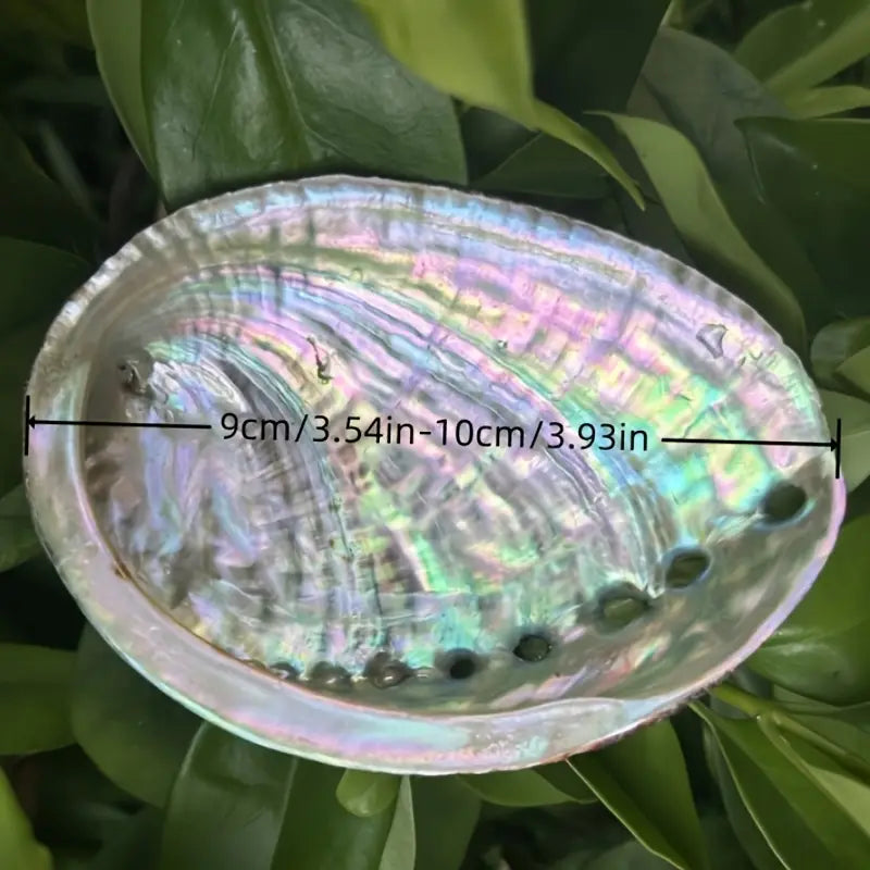 Abalon Shell Smudge Holder