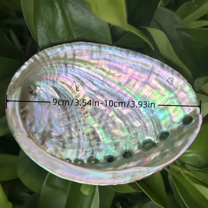 Abalon Shell Smudge Holder